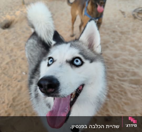 שני כלבים משחקים בחול, האסקי וסוג אחר, עם רצועה